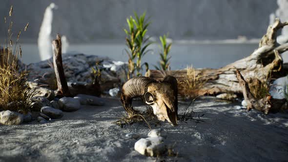 Skull of a Dead Ram in the Desert alt