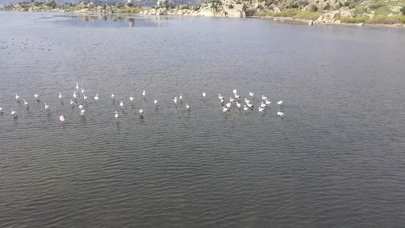 Flamingo Herd alt