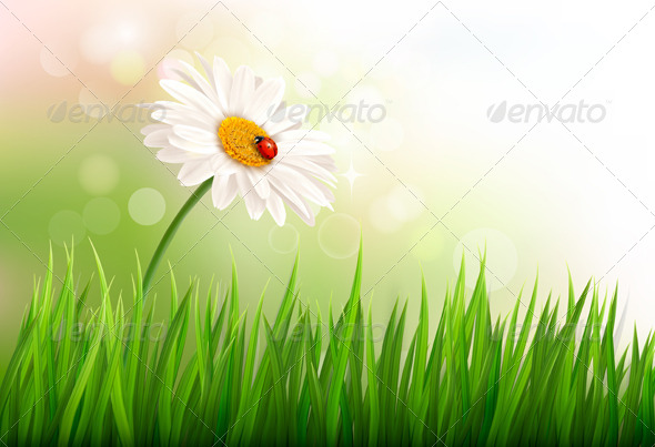 Spring Background with a Daisy and a Ladybug - Flowers & Plants Nature
