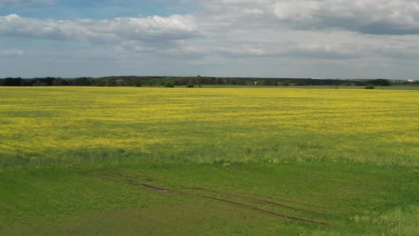 Low quadcopter flight over a field of yellow flowering rapeseed. Trees with green leaves. alt