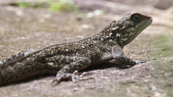 Agama africana lizard  alt
