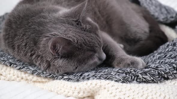 The Grey Cat Chartreuse Sleeps Lightly on Bed