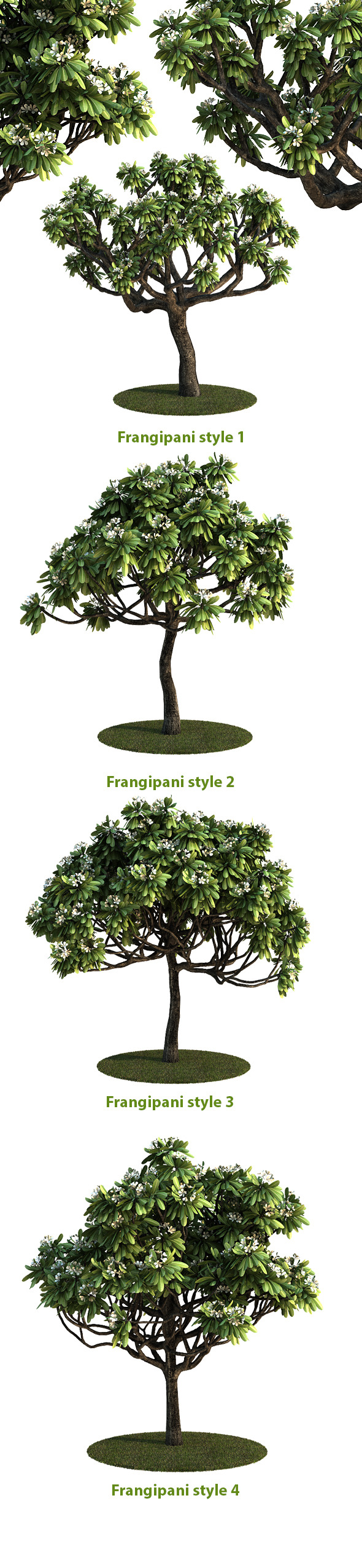 Frangipani Tree v.3 - 3Docean 7228791