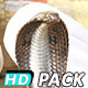 Cobra Snake India (5-Pack) - VideoHive Item for Sale