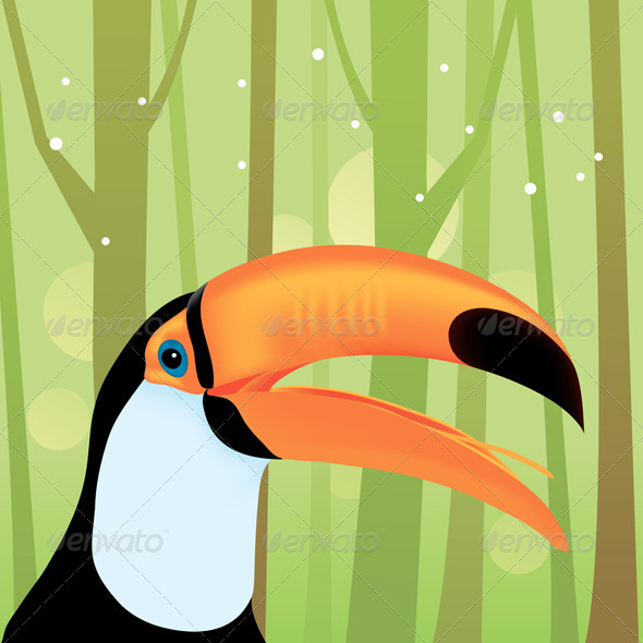 Toucan Bird at The Jungle