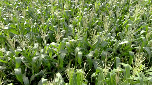 Aerial View of Corn Crops Field From Drone.  Flight Above Rural Countryside Landscape With Growing C alt