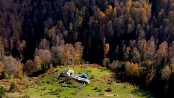 forest autumn 21 alt