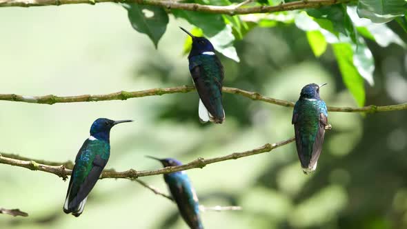 White-necked Jacobin Birds in its Natural Habitat in the Forest