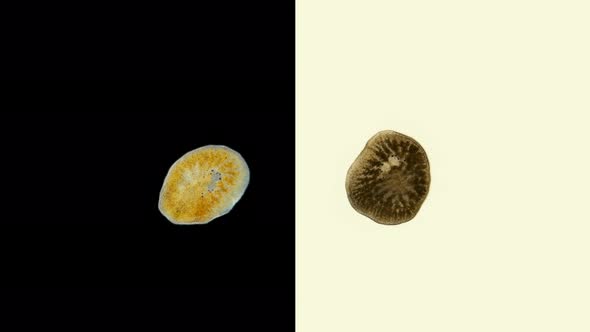 Worm Leptoplana Sp. Microscope, Family Leptoplanidae, Order Polycladida, Ciliated Flatworm alt