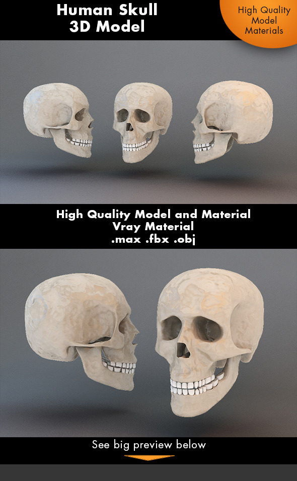 Human Skull 3d - 3Docean 7231272