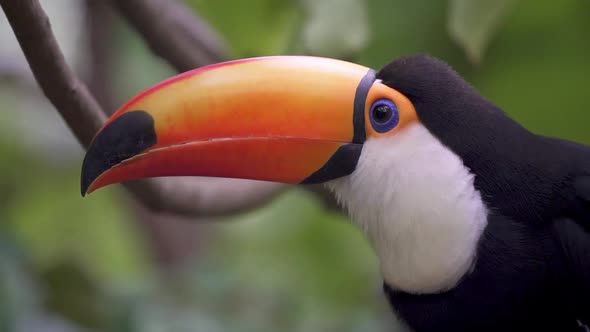 Close up shot of a Ramphastos Toco perching on a branch and looking around. Slow motion alt