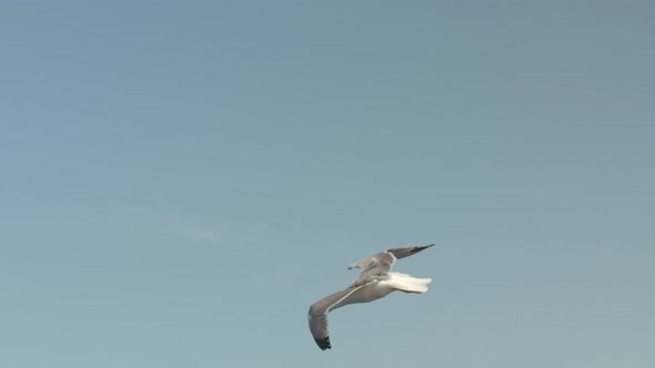 Birds Flying in the Sky alt