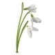 Realistic Isolated Flower of Snowdrop, Vectors | GraphicRiver
