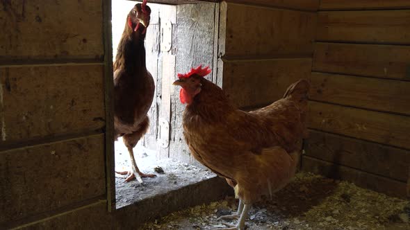 Angry Cock Rooster Chicken Coop Henhouse Roost Hencoop alt