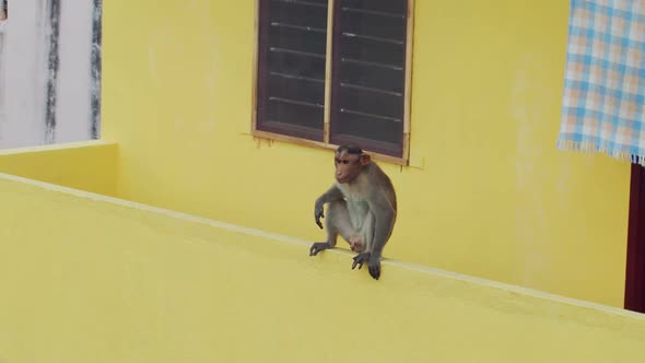 Funny Monkey Resting Sitting Balcony Yellow Building Background alt