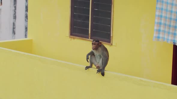 Funny Monkey Resting Sitting Balcony Yellow Building Background