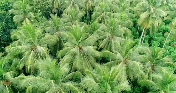 Orbiting A Lush Green Coconut Tree Pantation