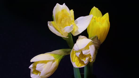 Yellow Daffodils Blossom on Black Background alt