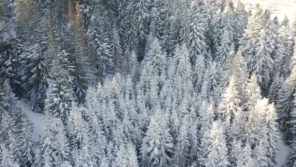 Aerial view of Winter Spruce and Pine Forest