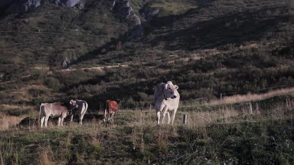 Val Gardena, Dolomites, Italy: group of cows or calves pasture in a field, quality food production c alt