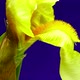 Macro time laps of a blooming yellow iris flower isolated on a blue background. - VideoHive Item for Sale