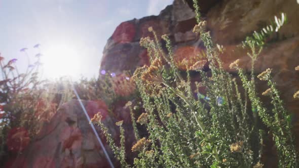 Backlit plants and lens flare against mountain rocks and blue sky alt