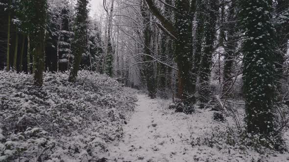 Trees in forest covered in heavy snow on a bright day 1 alt