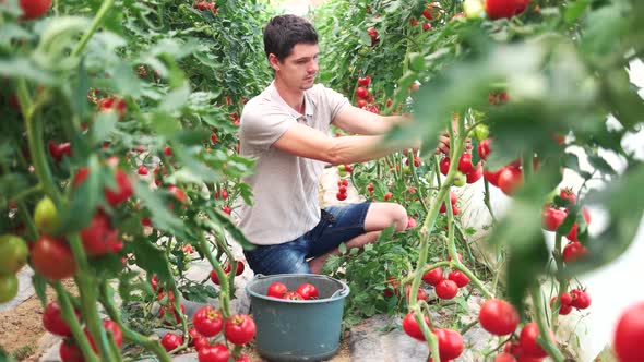 Young Farmer Picking Ripe Tomatoes at Greenhouse alt