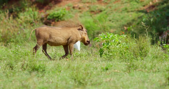 Following Panning Shot of an African Warthog Walking Through Bushes and Grass alt