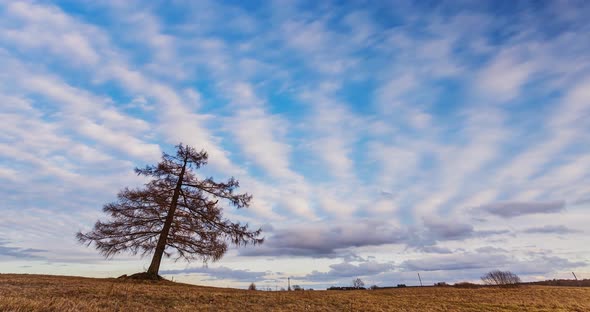 Clouds Moving Over Field with Larch Tree