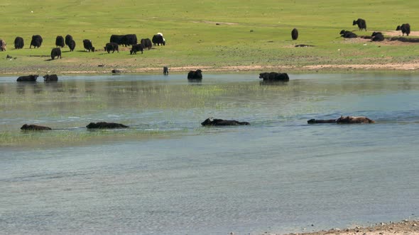 Yak Cattle Crossing the River's Waters in the Central Asian Meadows alt
