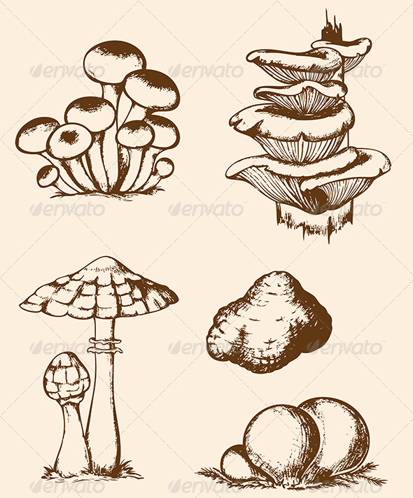 Vintage Hand Drawn Forest Mushrooms - Food Objects