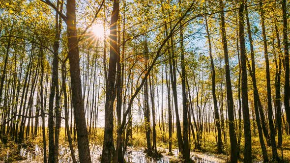 Hyperlapse  Forest Trees Woods Standing In Flood Water After Autumn Rains alt