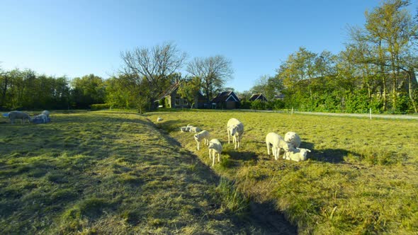 sheep with lambs organic dairy farm alt