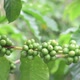 Coffee beans in the garden. - VideoHive Item for Sale