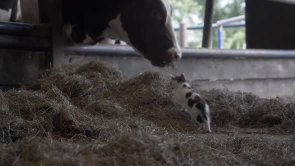 Footage of a Kitten Climbing up a Mound of Hay, Next to a Herd of Cows alt