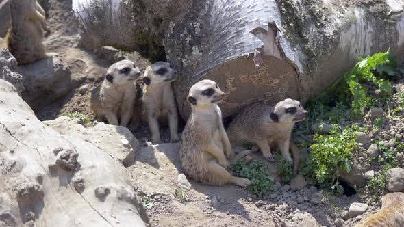 Young group of cute Meerkats resting together and watching during hot summer. Hiding behind wooden t alt