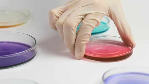 Moving Over Petri Dishes and Chemist Changes Samples in Microchemical Analysis.  alt
