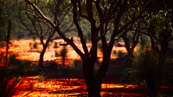 Red Sand Bush with Trees alt