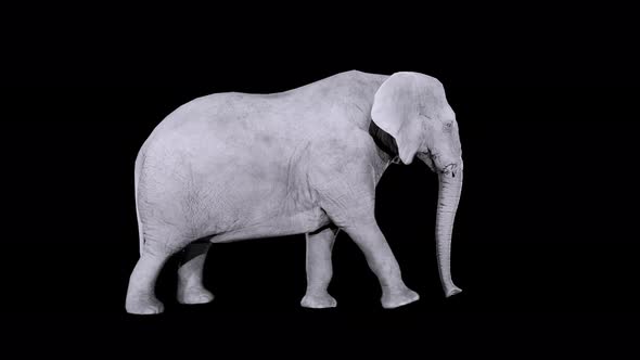 elephant walk 4k alpha loop