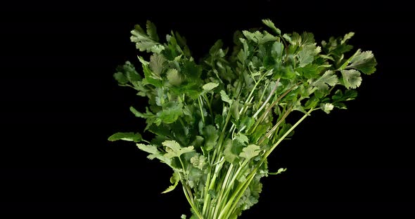 Coriander, coriandrum sativum, Fresh Herbs against Black Background, Slow Motion 4K alt