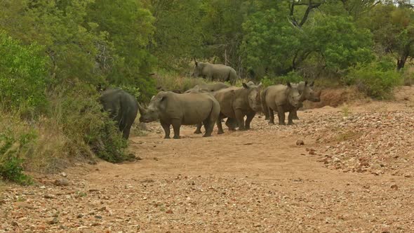 Rhinos in Sandy Riverbed III alt
