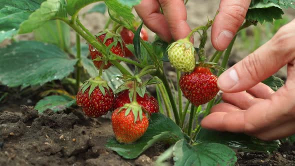Farmers Male Hands Pick Ripe Juicy Red Berry Strawberries in Green Garden