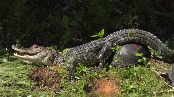  Alligator And Turtle Sunning Together In A Swamp
