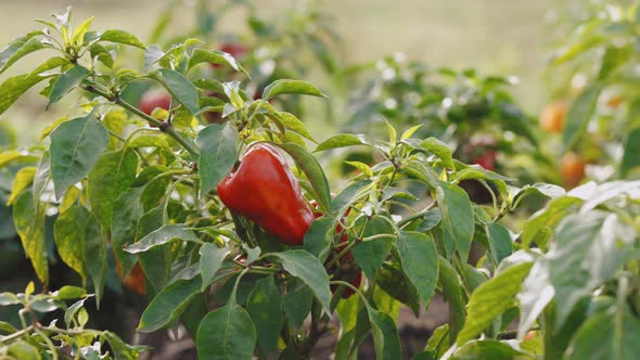Ripe Red Bell Peppers Hanging on The Plant in a Vegetable Garden on a Sunny Day alt