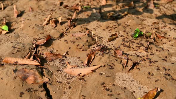 Black Ants Work In The Desert