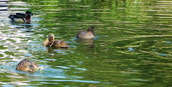 Ducks on the Green Lake alt