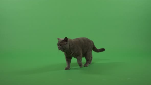 Cat on a Green Screen
