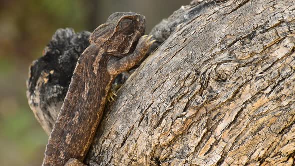 Common Chameleon Walking Slowly alt
