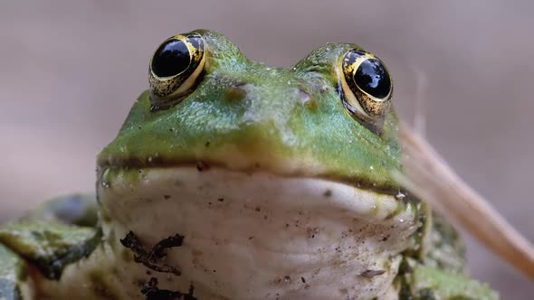 Frog Funny Looks at Camera. Portrait of Green Toad Sits on the Sand alt